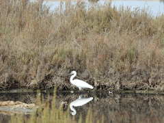 Egretta garzetta