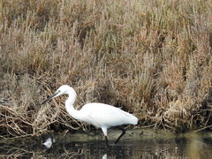 Egretta garzetta