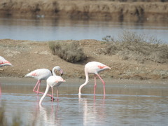 Phoenicopterus roseus