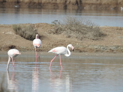 Phoenicopterus roseus