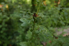 Dasineura crataegi