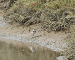Charadrius hiaticula