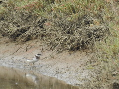 Charadrius hiaticula