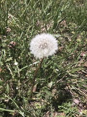 Taraxacum officinale