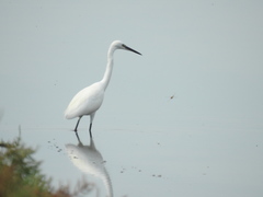 Egretta garzetta