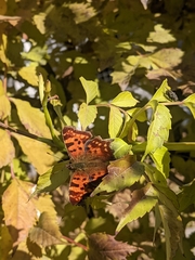 Polygonia c-album