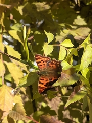 Polygonia c-album