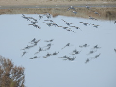 Calidris alba