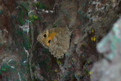 Pseudochazara thelephassa