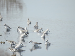 Calidris alba