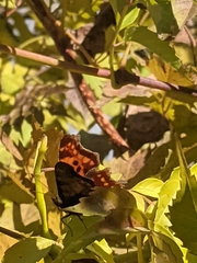 Polygonia c-album