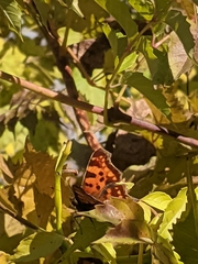 Polygonia c-album