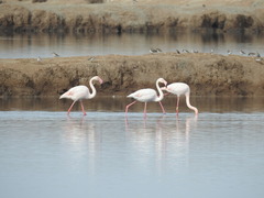 Phoenicopterus roseus