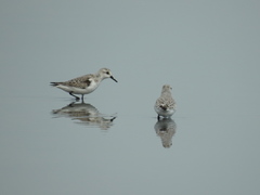 Calidris alba