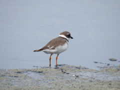 Charadrius hiaticula