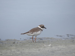 Charadrius hiaticula