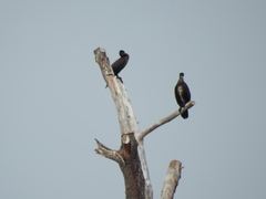 Phalacrocorax carbo