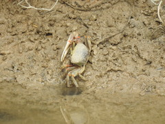 Afruca tangeri