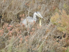 Ardea cinerea