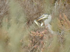Ardea cinerea