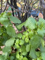 Urtica urens