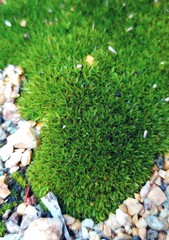 Trichostomum brachydontium