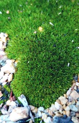 Trichostomum brachydontium