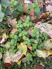 Urtica urens