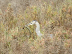 Ardea cinerea