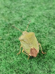 Palomena prasina