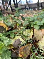 Matricaria discoidea