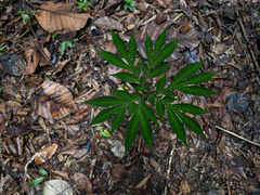 Amorphophallus pendulus