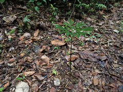 Amorphophallus pendulus