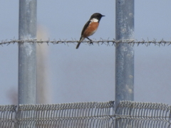 Saxicola rubicola