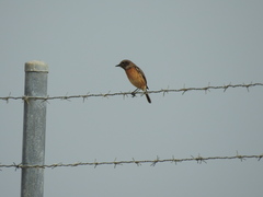 Saxicola rubicola