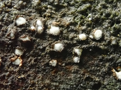 Propolis farinosa