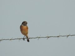 Saxicola rubicola