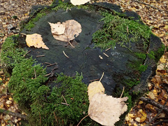 Propolis farinosa