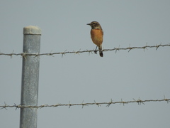 Saxicola rubicola