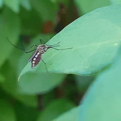 Armigeres subalbatus