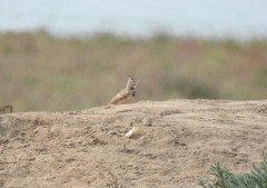 Galerida cristata