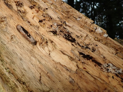 Bionectriaceae