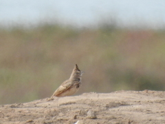 Galerida cristata