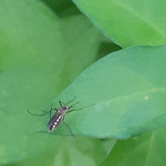 Armigeres subalbatus