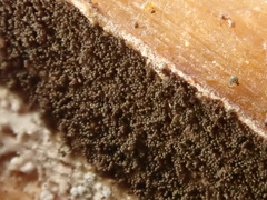 Bionectriaceae