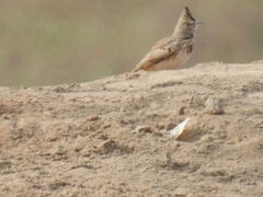 Galerida cristata