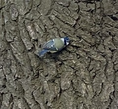 Cyanistes caeruleus