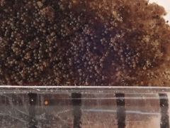 Bionectriaceae