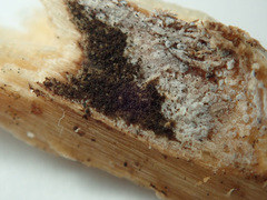 Bionectriaceae