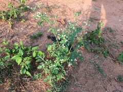 Parthenium hysterophorus